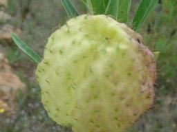 Gomphocarpus physocarpus old fruit